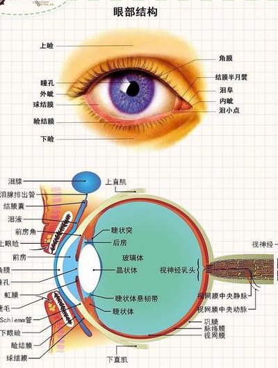 眼睛的结构（眼睛的结构图及讲解）