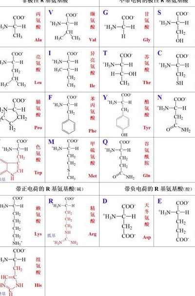 氨基酸是什么（氨基酸是什么的基本组成单位）