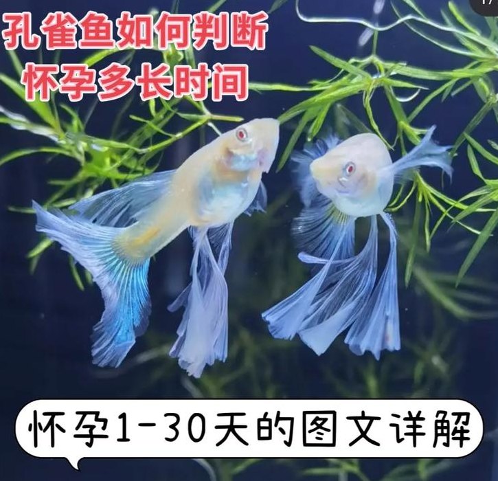 孔雀鱼怀孕多久生小鱼（孔雀鱼怀孕多久生小鱼只出尾巴可以用手拽吗）