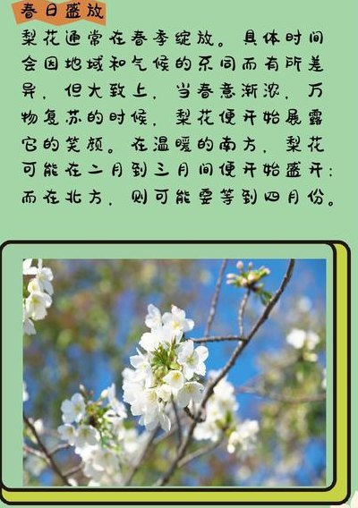 梨花什么时候开（苏州树山梨花什么时候开）