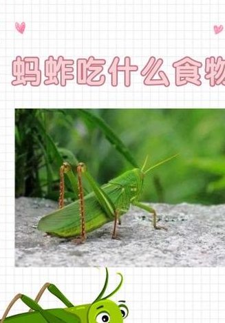 蚂蚱吃什么（蚂蚱吃什么水果）