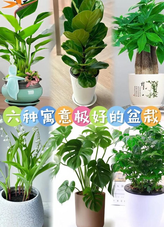 室内放什么植物最好（室内放什么植物最好招财）