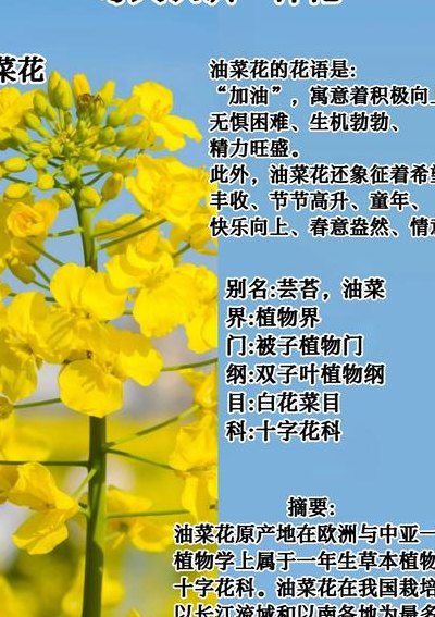 油菜花像什么（油菜花的用途）