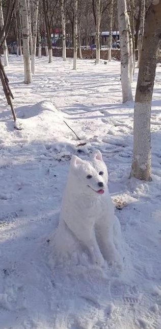 雪狗是什么狗（雪狗的照片）