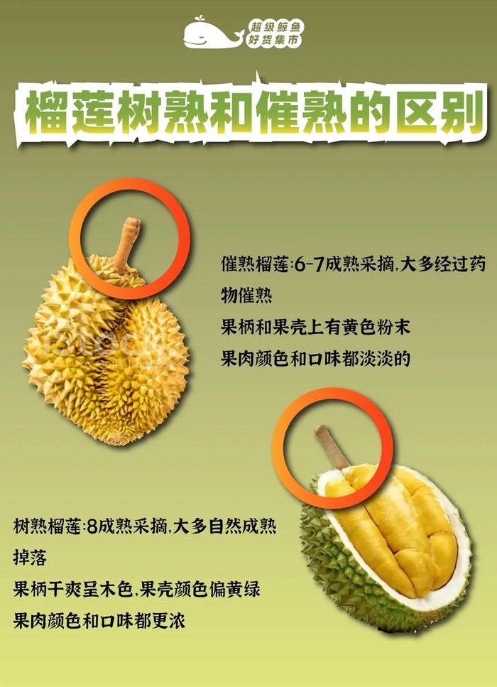 榴莲几月份成熟（广西榴莲几月份成熟）