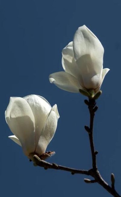 上海市花是什么花（上海市花是哪种花）