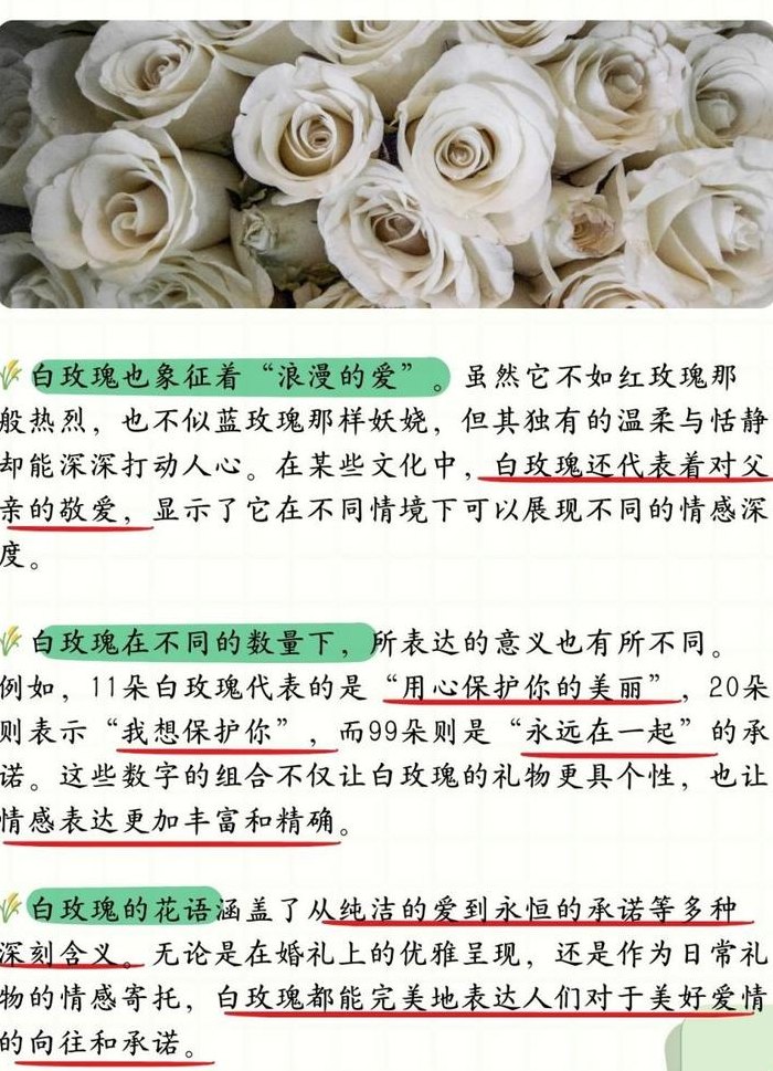 白玫瑰花代表什么（白玫瑰花代表什么含义）