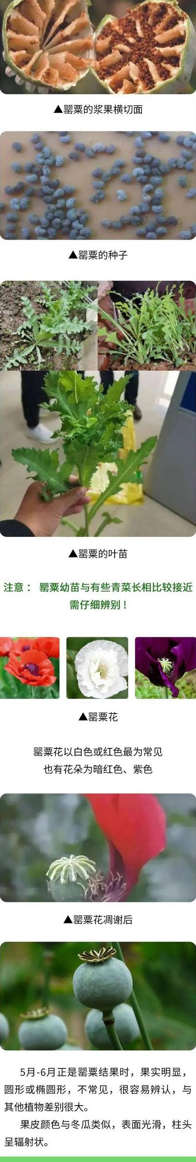 罂粟怎么种植方法的简单介绍