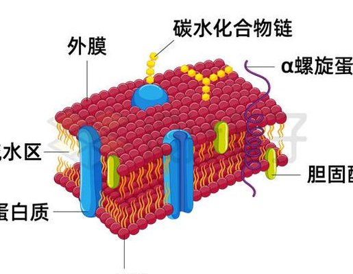 细胞膜的主要成分（真菌细胞膜的主要成分）