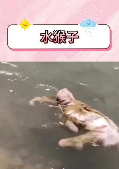 水獭为什么会拖人下水（水獭为什么会堵水）