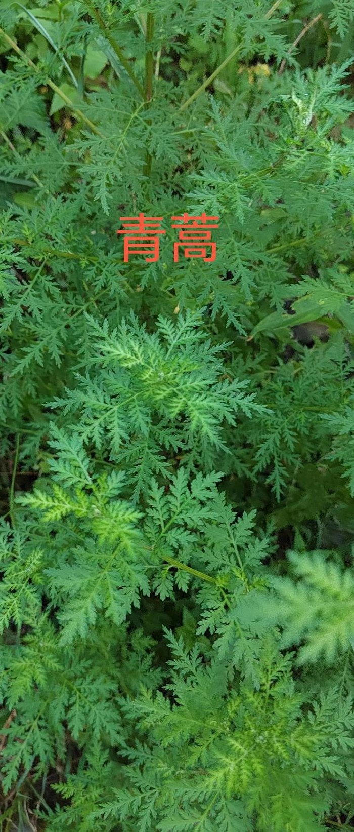 青蒿草农村叫什么（青蒿草药）