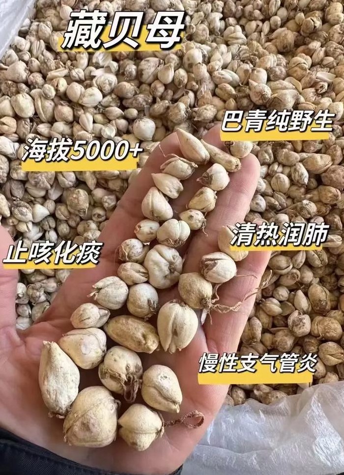 贝母多少钱一斤（贝母的功效与作用贝母多少钱一斤）