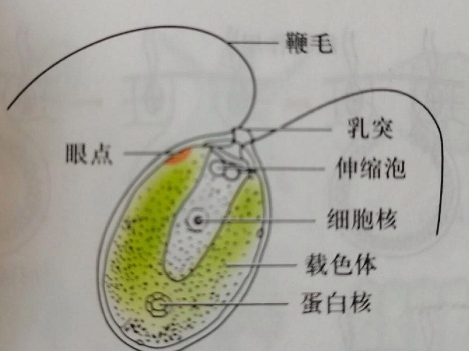 衣藻是真核生物吗（衣藻是真核生物吗为什么）