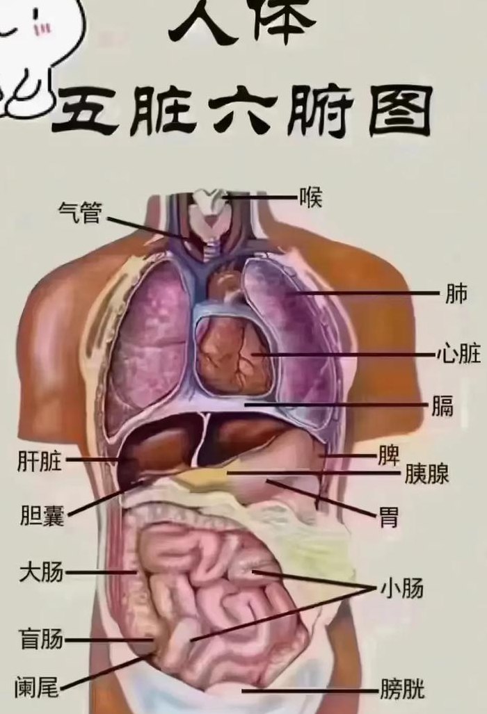 脾在哪个位置图（脾在哪里位置）