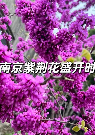 南京市市花（南京市市花紫荆花）