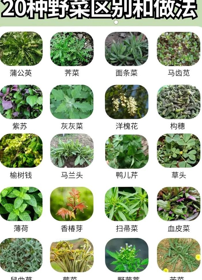 农村野菜名称大全图片（农村野菜的图片和名字）