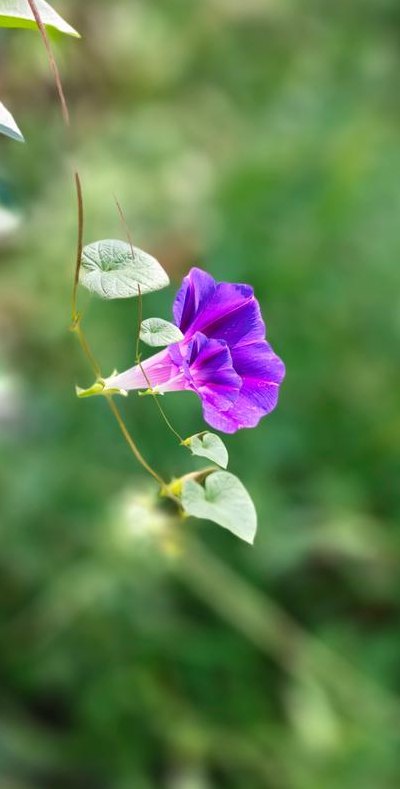 牵牛花又叫什么花（牵牛花又叫什么花图片）