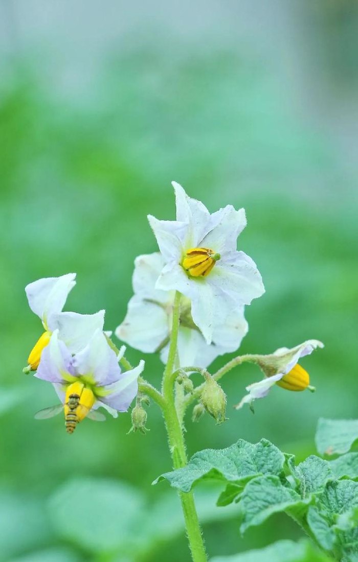 土豆开花（土豆开花需要掐掉吗）