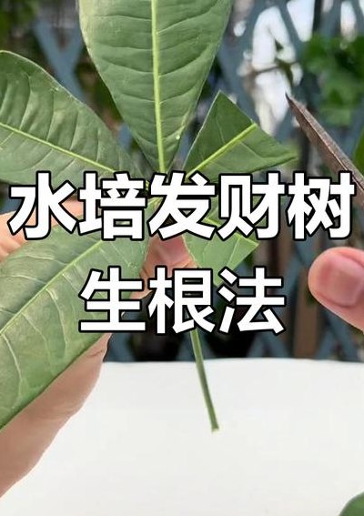 发财树插枝水培方法（怎样扦插发财树更容易生根?水培繁殖比扦插还要快生根）