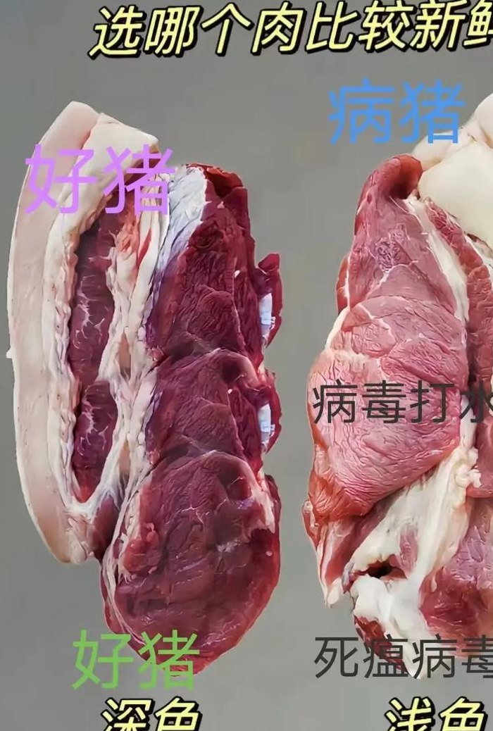 五号病猪肉能吃吗（五号病的猪肉）