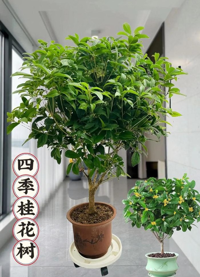 桂花树怎么养才长得好（室内桂花树怎么养才长得好）