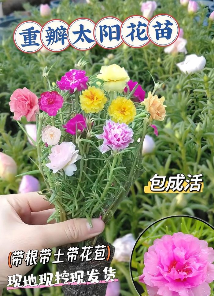 太阳花花期（太阳花花期施什么肥好）