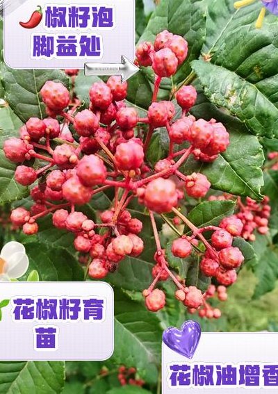 花椒中的小黑籽怎么吃（花椒黑籽一般都用来干什么）