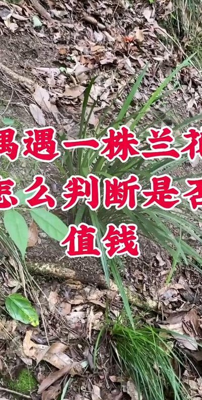 怎样识别珍稀野生兰花（怎样识别珍稀野生兰花的真假）