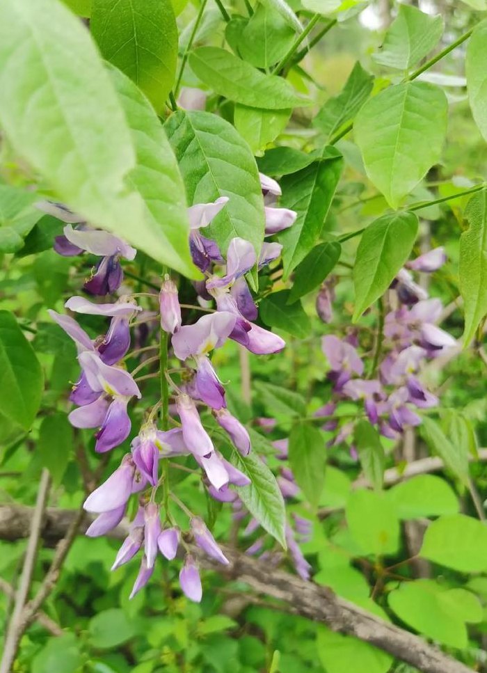 紫藤花可以吃吗（紫藤花可以吃吗有什么功效）