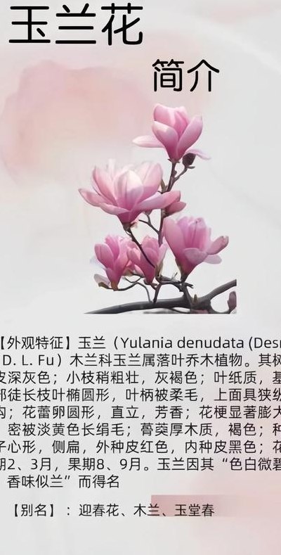 玉兰花可以吃吗（玉兰花可以吃吗有毒吗）