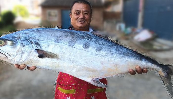 鲳鱼多少钱一斤（七点鲳鱼多少钱一斤）