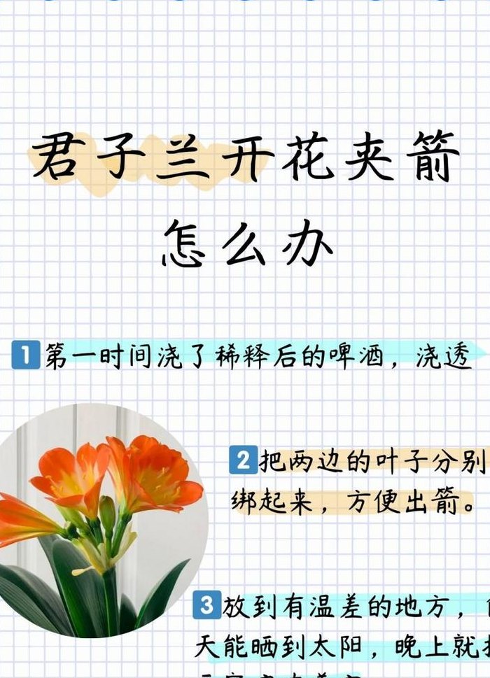 君子兰夹箭最快方法（君子兰怎么才能开花）