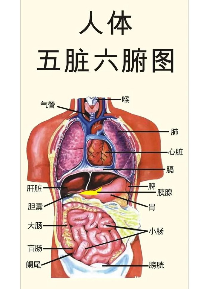 人体器官结构分图布（人体器官结构分图布肾在哪里）