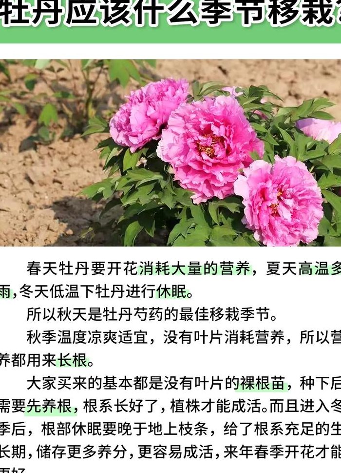 牡丹花几月开（牡丹花几月开花哪个季节）