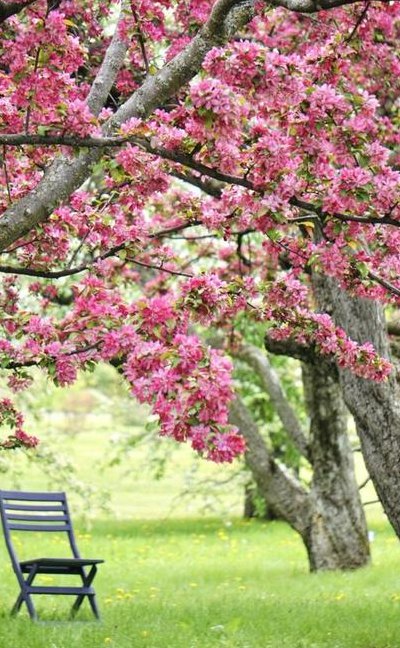 樱桃树和樱花树一样吗（樱桃树与樱花）