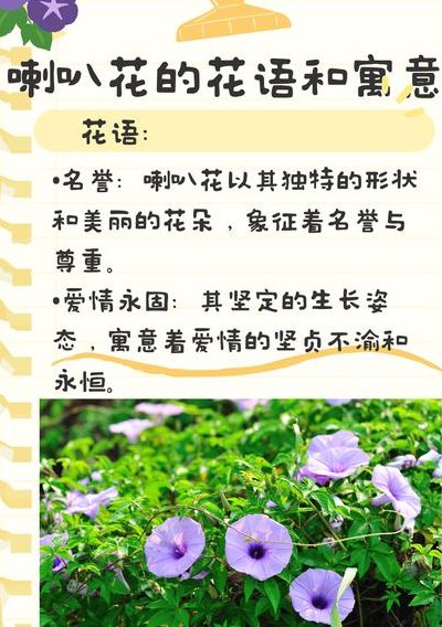 牵牛花的象征意义（牵牛花最经典的一句）