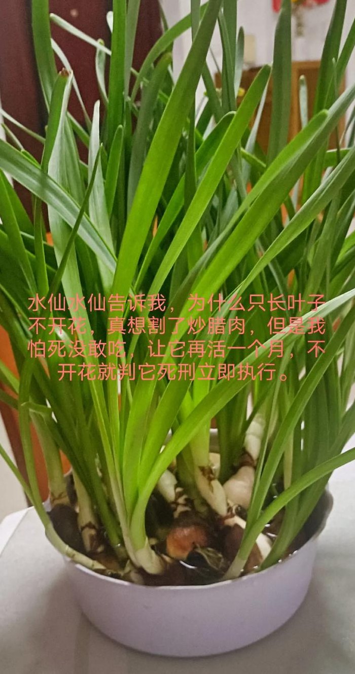 水仙不开花（水仙不开花只长叶子怎么办）