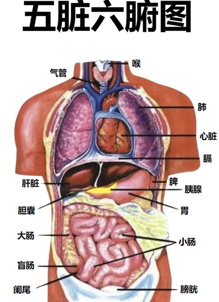 肝脏在身体哪个位置（肝脏在身体的哪边?）