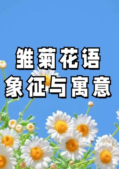 女生的小雏菊代表什么（女生小雏菊图片）