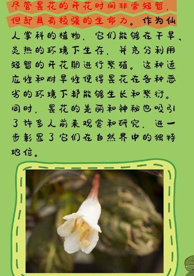 昙花啥时候开花（昙花大概什么时候开花）