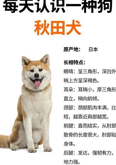 秋田犬多少钱一只（虎斑秋田犬多少钱一只）