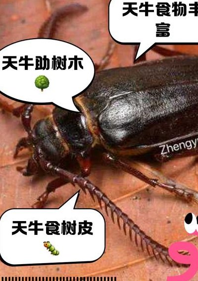 天牛吃什么（天牛吃什么食物好养）