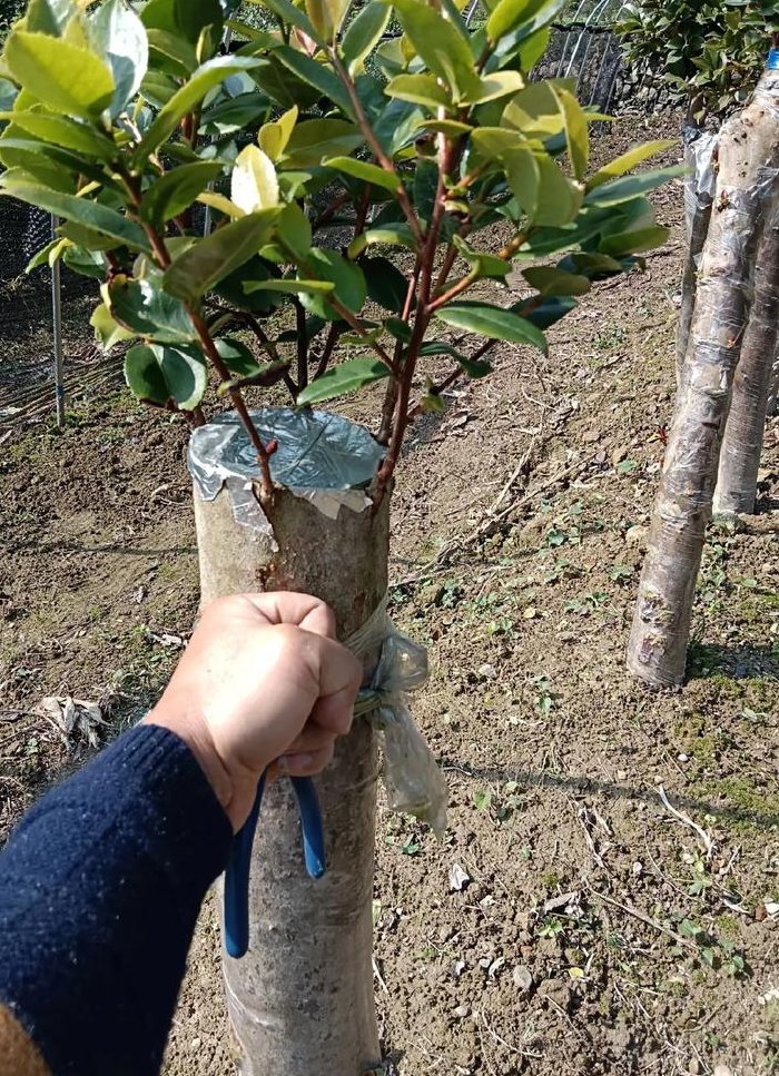 茶花嫁接时间和方法（茶花几月份嫁接最佳）