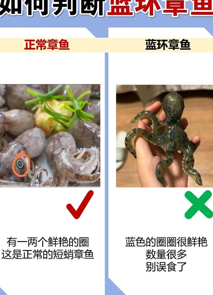 章鱼和八爪鱼的区别（蓝环章鱼和八爪鱼的区别）