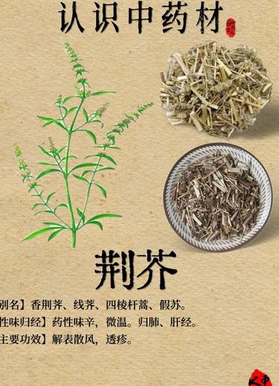 荆芥图片（荆芥图片和功效和作用）