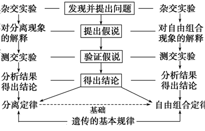 萨顿假说（萨顿假说的研究方法）