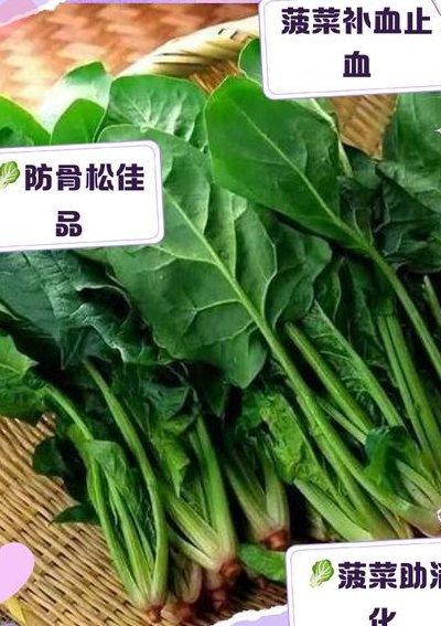 红根菠菜的做法（红根菠菜的做法视频）