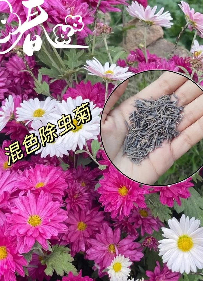 除虫菊和炔丙菊酯是什么（炔丙菊酯能杀死蚊子）