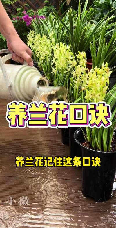 下山兰花怎么养（下山兰花上盆的方法与步骤）