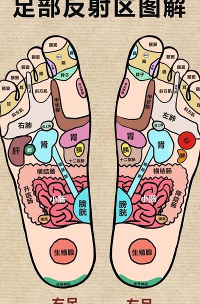 脚上穴位对应图（脚上的准确位置图片）